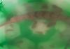 কালিয়াচকের রাজনগর এলাকায় সম্প্রতি মৎসজীবীদের জালে ধরা পড়ল একটি ঘড়িয়াল